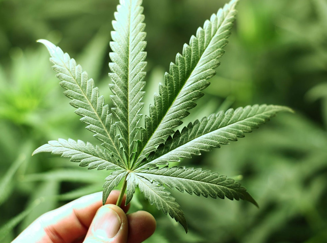 E' legale acquistare cannabis?